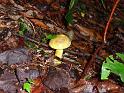 Mushroom on Hood's Branch (3)